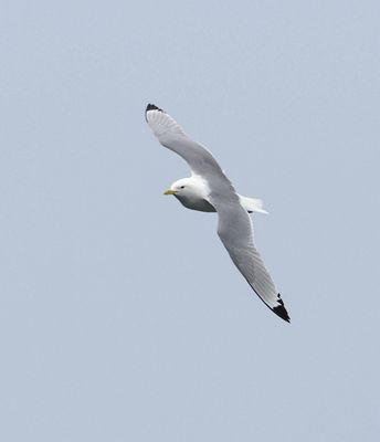 Drieteenmeeuw (Black-legged Kittiwake)
