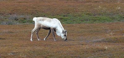 Rendier (Reindeer)