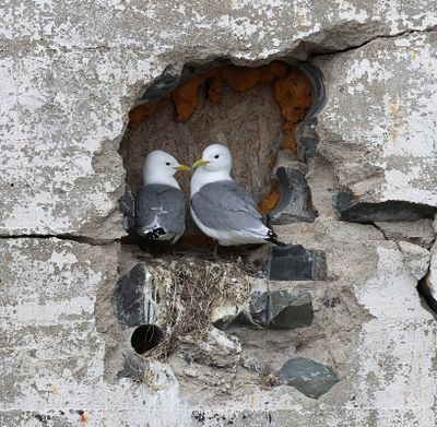 Drieteenmeeuwen (Black-legged Kittiwakes)