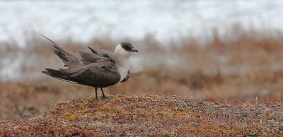 Kleine Jager (Arctic Skua)
