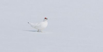 Alpensneeuwhoen (Rock Ptarmigan)