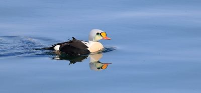 Koningseider (King Eider)