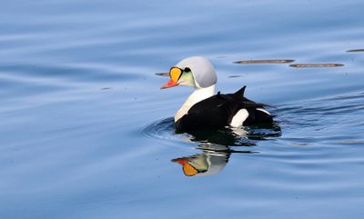Koningseider (King Eider)