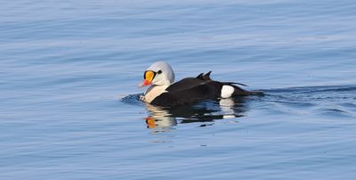 Koningseider (King Eider)