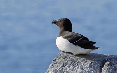 Alk (Razorbill)