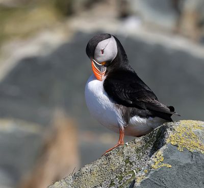 Papegaaiduiker (Atlantic Puffin)