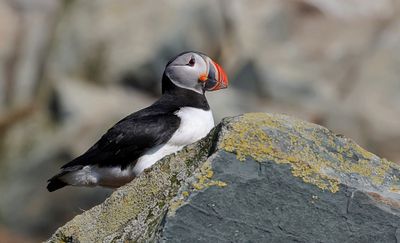 Papegaaiduiker (Atlantic Puffin)