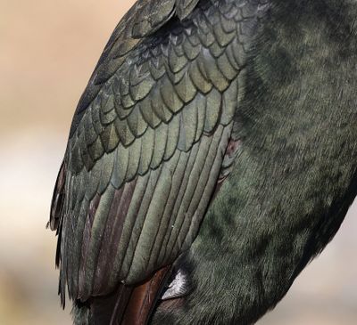 Vleugel van een Kuifaalscholver (European Shag)