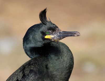 Kuifaalscholver (European Shag)