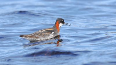 Grauwe Franjepoot (Red-necked Phalarope)