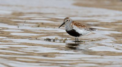 Bonte Strandloper (Dunlin)