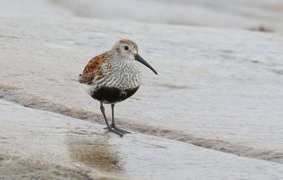 Bonte Strandloper (Dunlin)