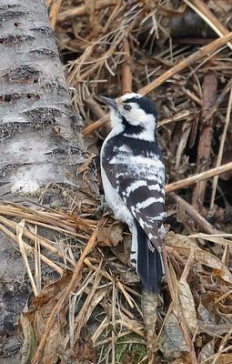 Kleine Bonte Specht (Lesser Spotted Woodpecker)