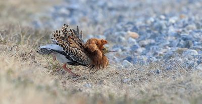 Kemphaan (Ruff)