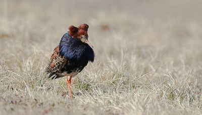 Kemphaan (Ruff)