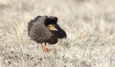 Kemphaan (Ruff)