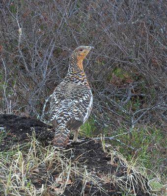 Auerhoen (Western Capercaillie)
