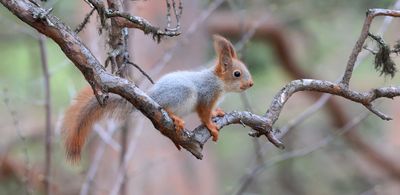 Eekhoorn (Red Squirrel)