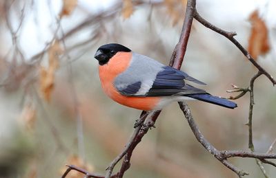 Goudvink (Eurasian Bullfinch)