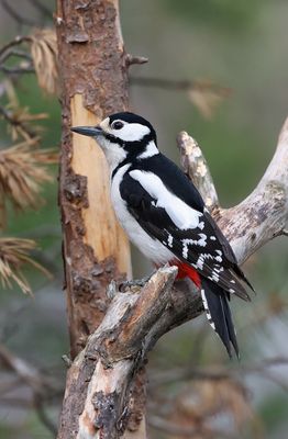 Grote Bonte Specht (Great Spotted Woodpecker)