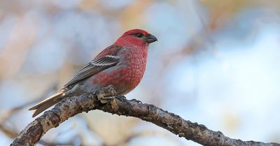 Haakbek (Pine Grosbeak)
