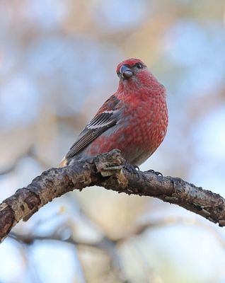 Haakbek (Pine Grosbeak)
