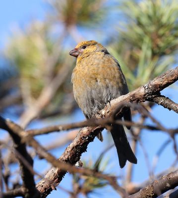 Haakbek (Pine Grosbeak)