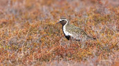 Goudplevier (European Golden Plover)