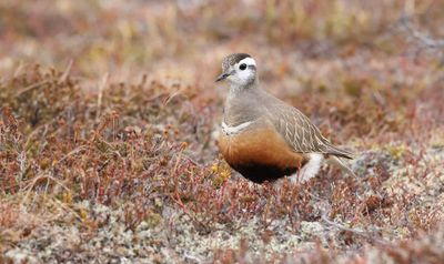 Morinelplevier (Eurasian Dotterel)