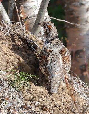 Hazelhoen (Hazel Grouse)