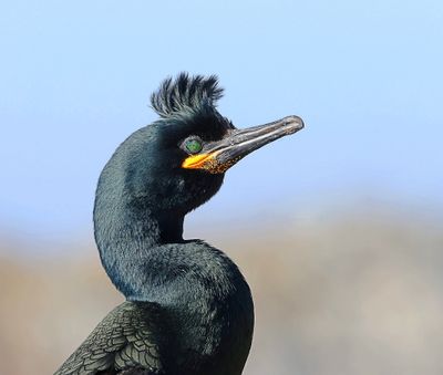 Kuifaalscholver (European Shag)