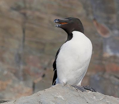 Alk (Razorbill)