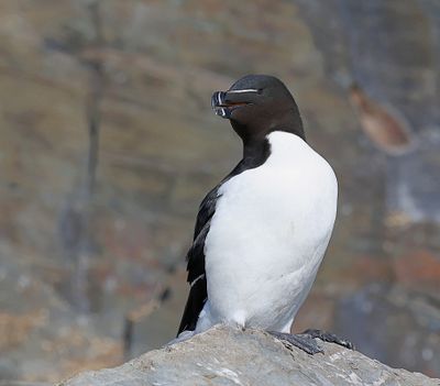 Alk (Razorbill)