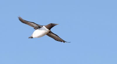 Zeekoet (Common Guillemot)
