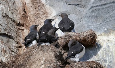 Kortbekzeekoeten (Brünnich's Guillemots)