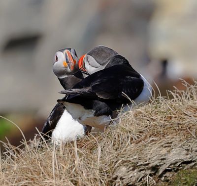 Papegaaiduikers (Atlantic Puffins)