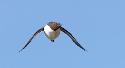 Zeekoet (Common Guillemot)
