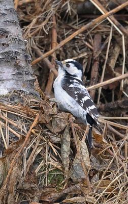 Kleine Bonte Specht (Lesser Spotted Woodpecker)