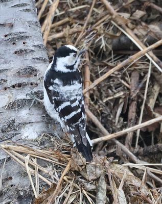 Kleine Bonte Specht (Lesser Spotted Woodpecker)