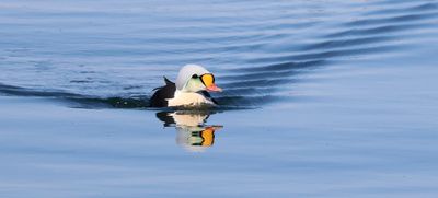 Koningseider (King Eider)