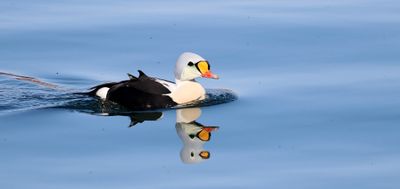 Koningseider (King Eider)