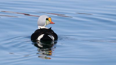 Koningseider (King Eider)