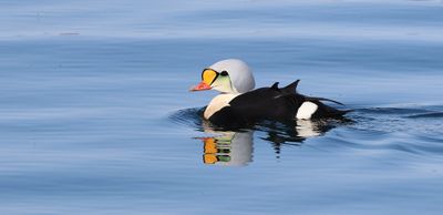 Koningseider (King Eider)