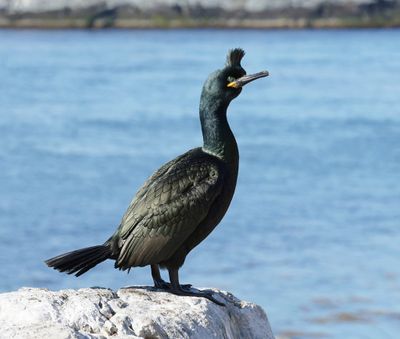 Kuifaalscholver (European Shag)