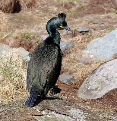 Kuifaalscholver (European Shag)