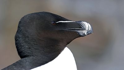 Alk (Razorbill)