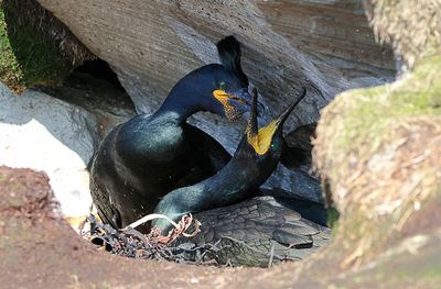 Kuifaalscholver (European Shag)
