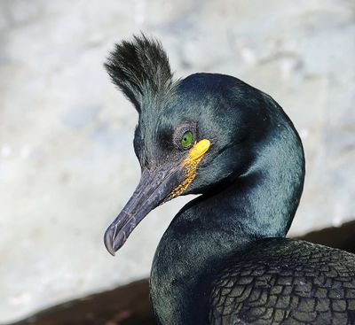 Kuifaalscholver (European Shag)