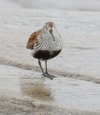 Bonte Strandloper (Dunlin)