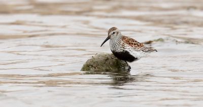 Bonte Strandloper (Dunlin)